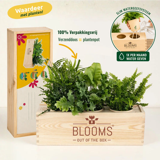 BloomsBox Original - L