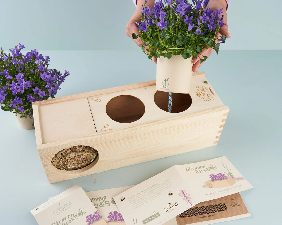 Bloeiend plantje in het houten kistje van Blooms & Bees zetten