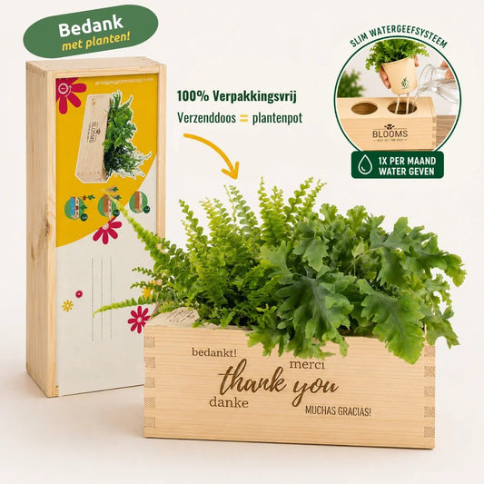 BloomsBox 'Bedankt' - M - Blooms out of the Box