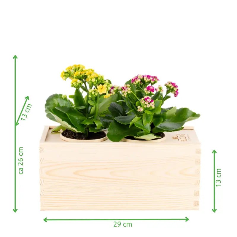 BloomsBox 'Gefeliciteerd' - M - Blooms out of the Box