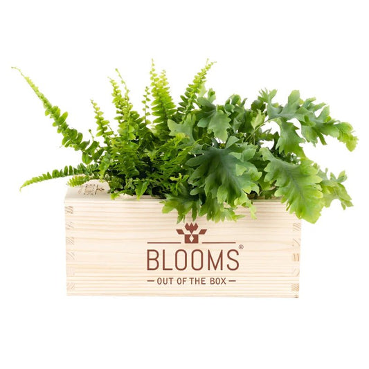 BloomsBox Original - M - Blooms out of the Box