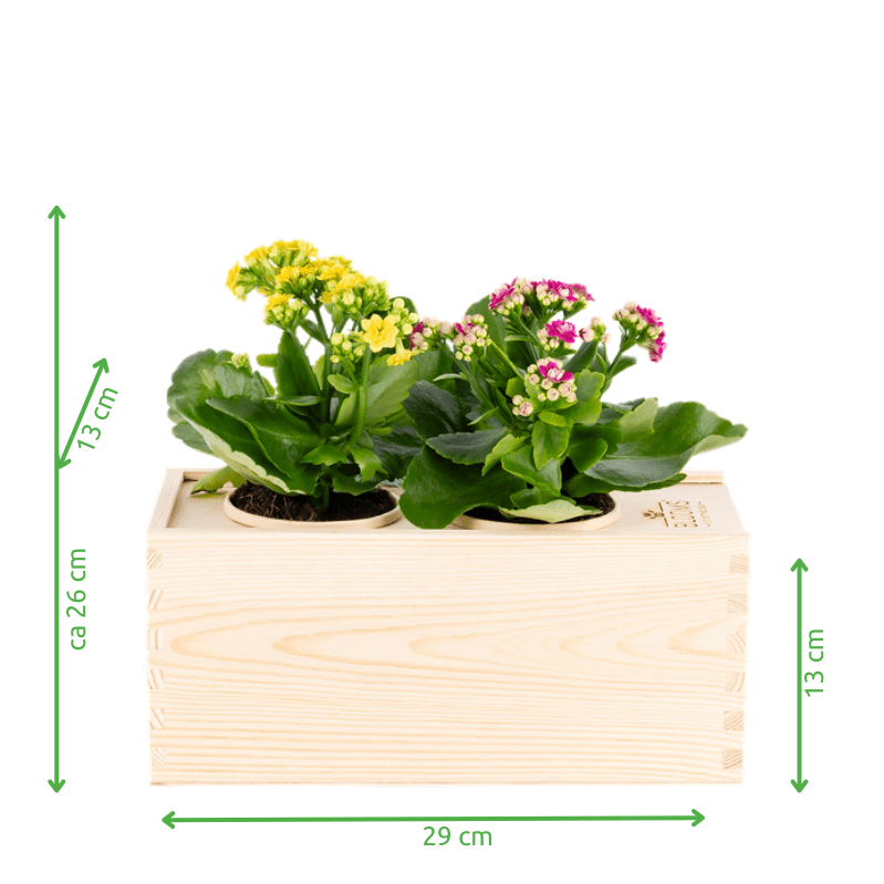 Joy out of the Box - M - Blooms out of the Box