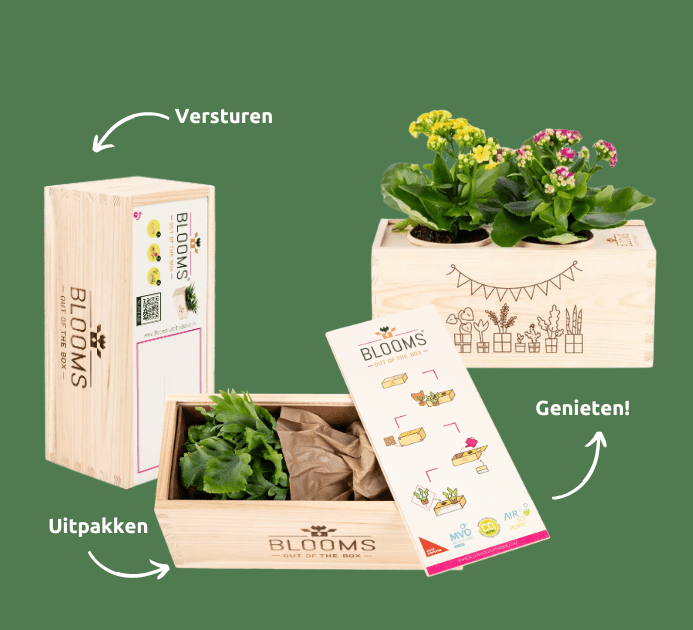 Joy out of the Box - M - Blooms out of the Box