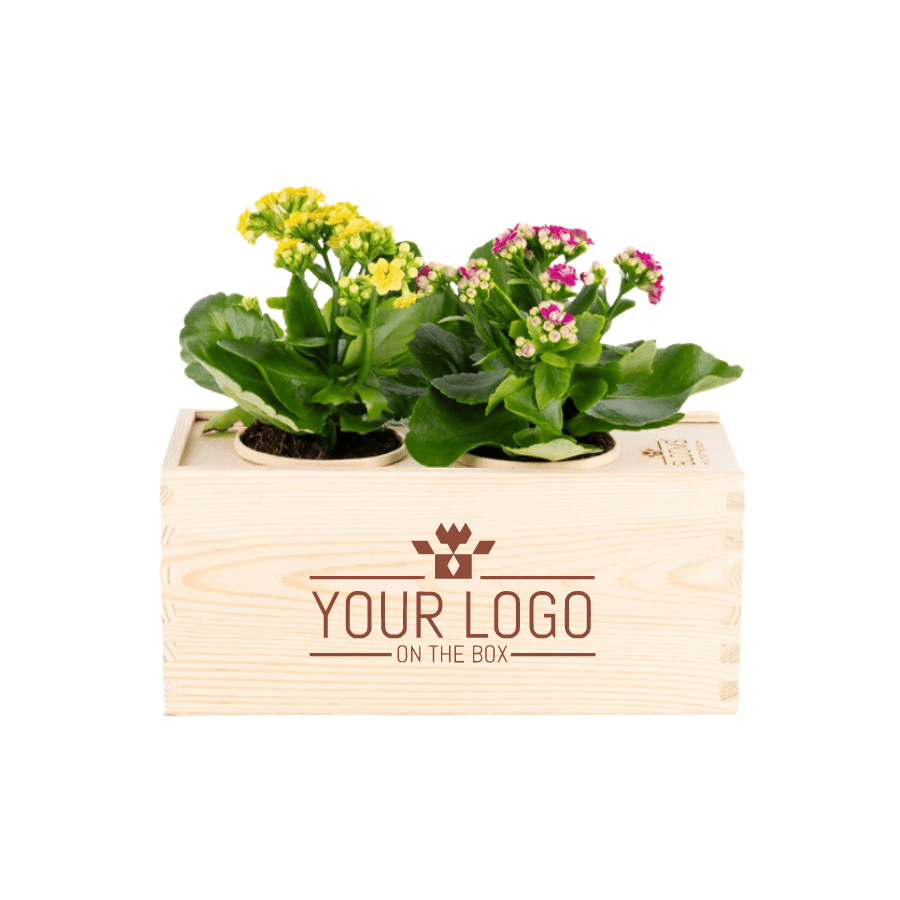 Joy out of the Box - M - Blooms out of the Box