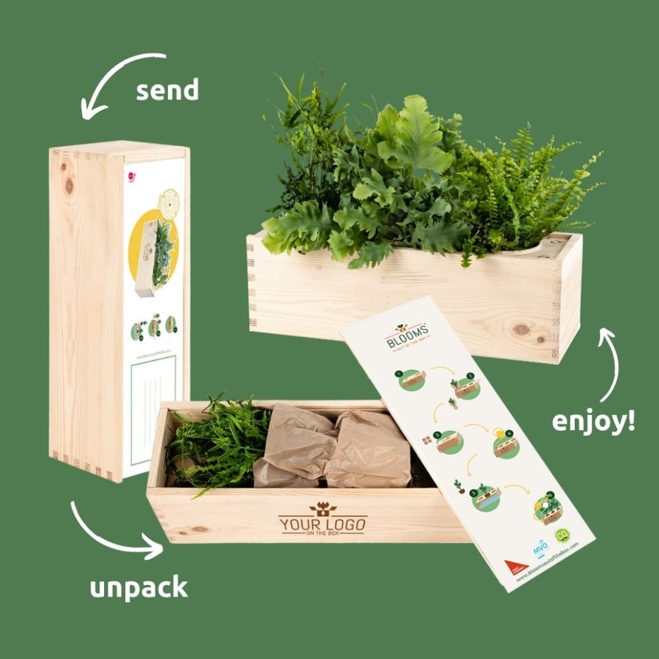 Nature 'Beyond the Box' - L - Blooms out of the Box