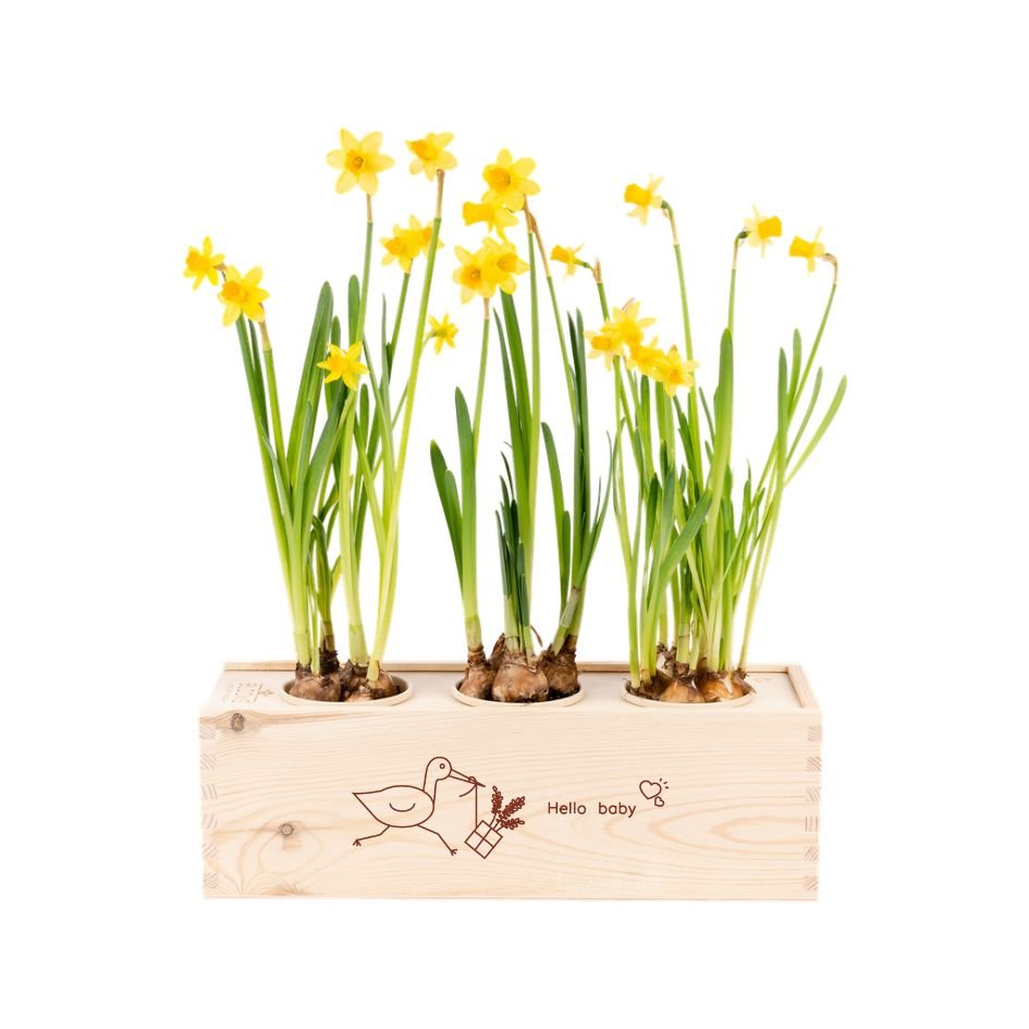 BloomsBox 'Hello Baby' - L - Blooms out of the Box