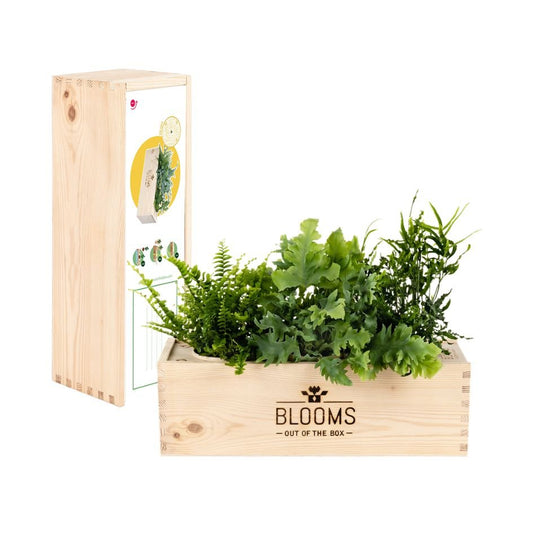 Maak kennis met de BloomsBox! - Blooms out of the Box