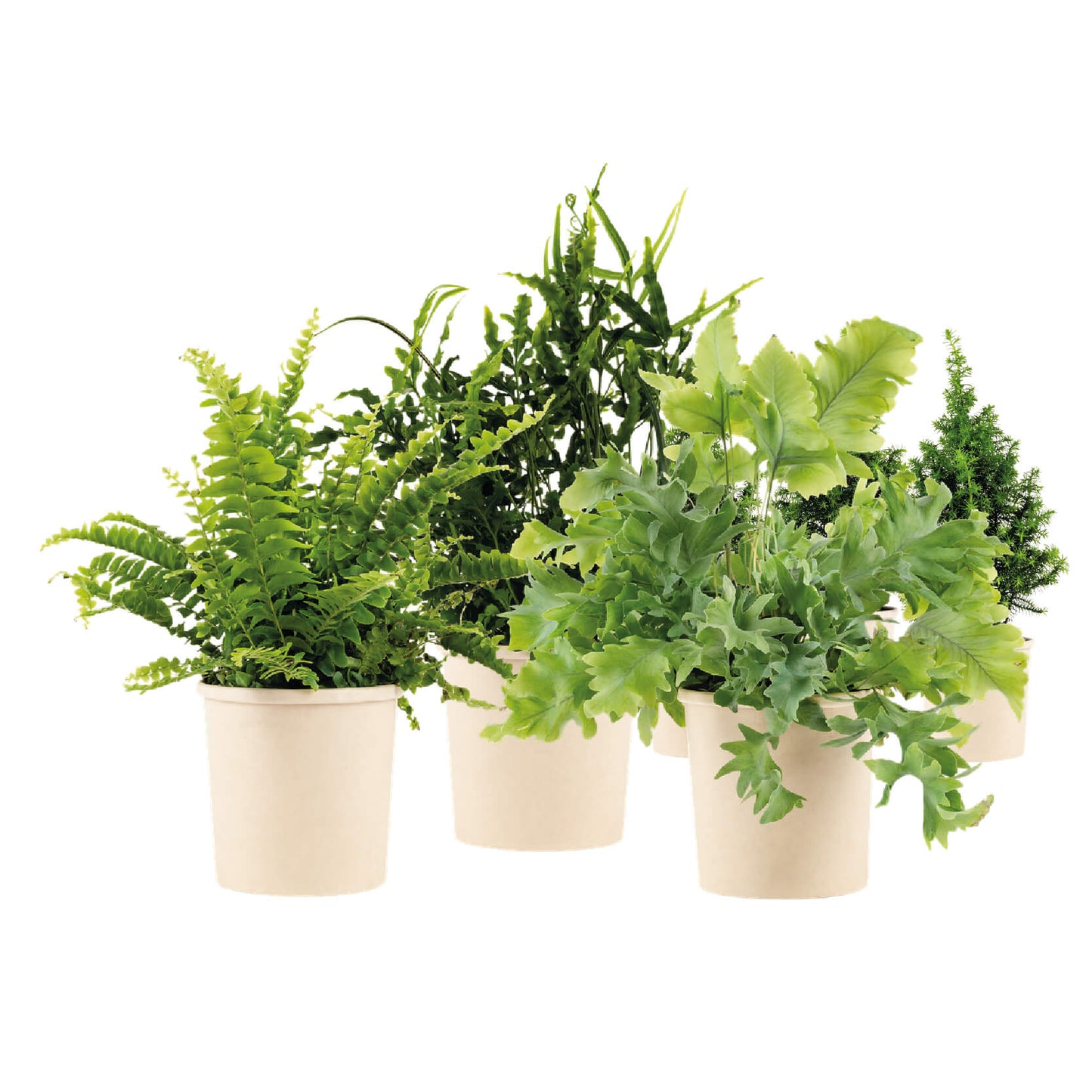 Refresh - O2 out of the Box - L - Bloomsoutofthebox