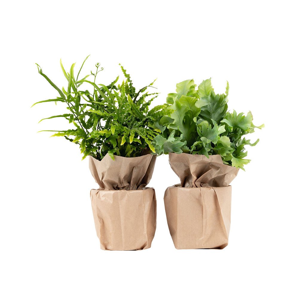 Navulset met verse planten, productfoto, Refresh with O2 M