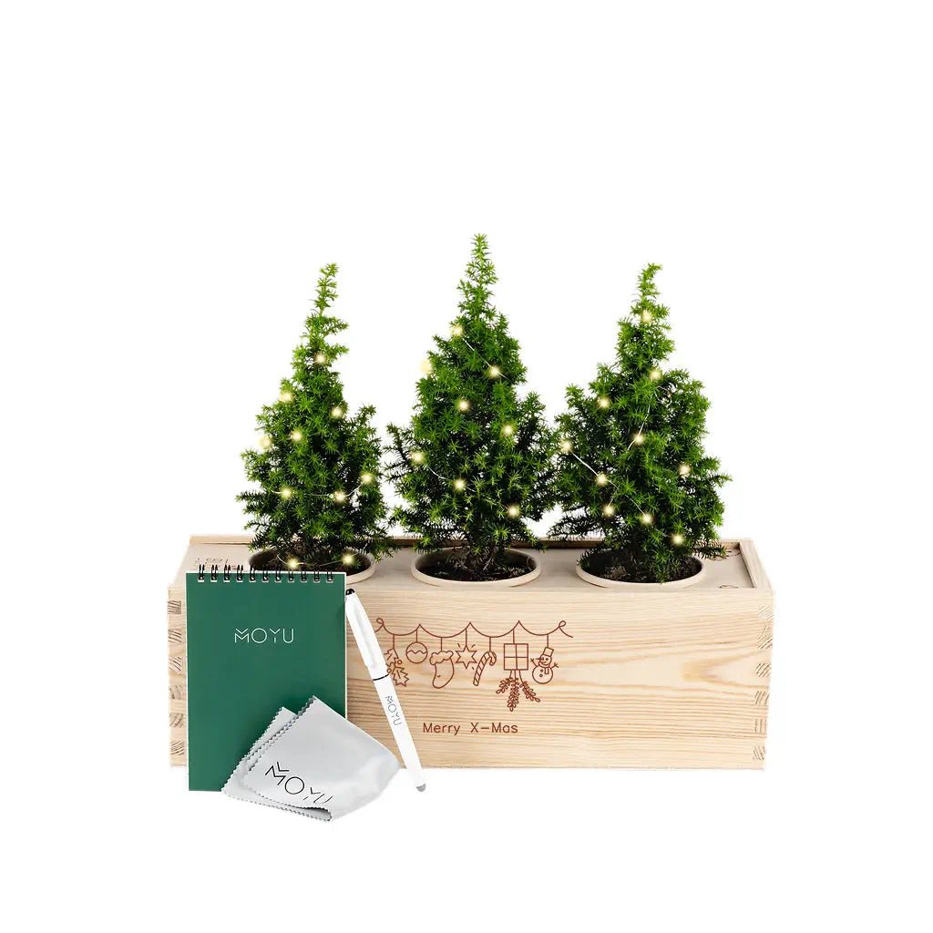 Xmas out of the Box 'Creativity' - L - Blooms out of the Box