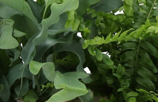 Plant relatiegeschenken: een fris en groen cadeau - Blooms out of the Box