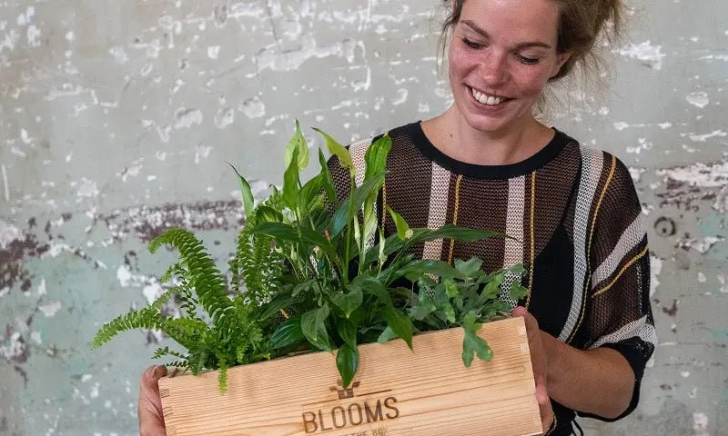Bloeit jouw zakelijk netwerk al? Groei samen met een duurzaam plant cadeau - Blooms out of the Box