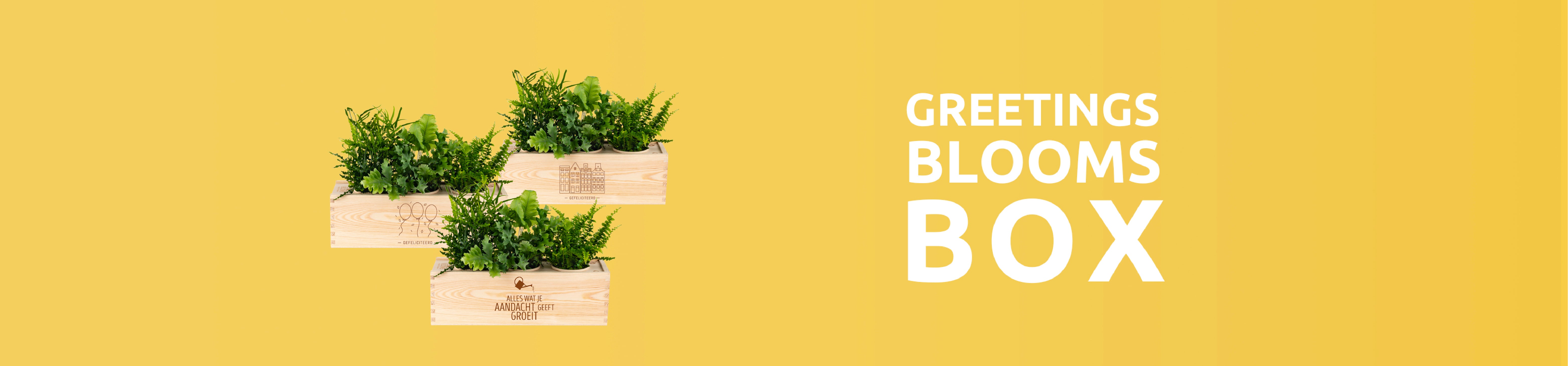 Für jeden Anlass das passende Grünpflanzengeschenk – Blooms out of the Box
