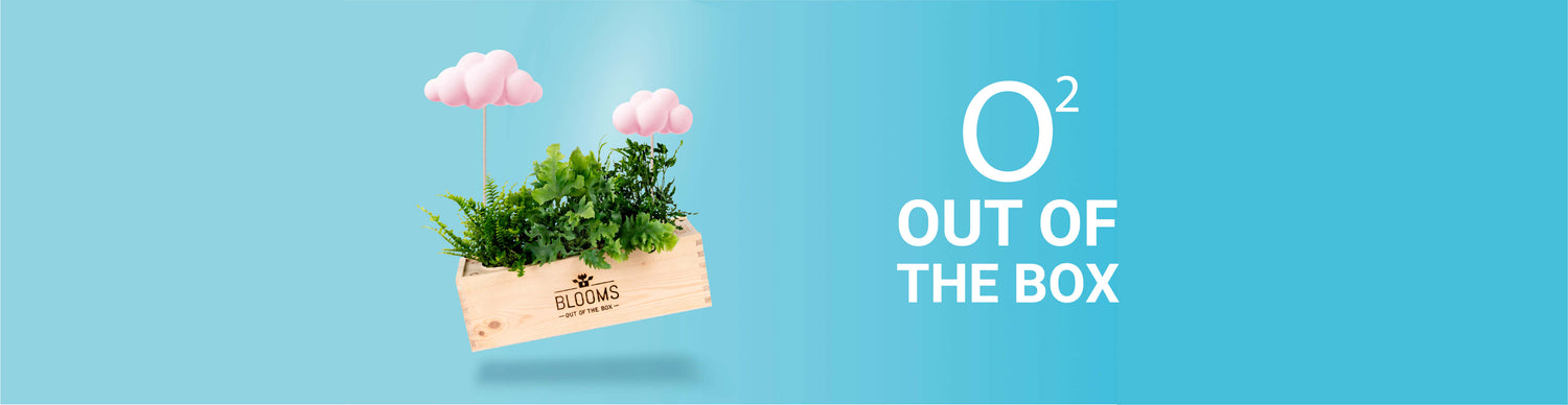 Die beliebtesten BloomsBoxen