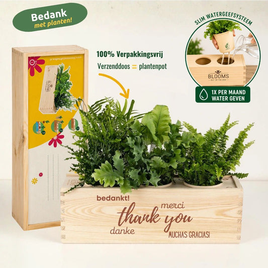 BloomsBox 'Bedankt' - L - Blooms out of the Box