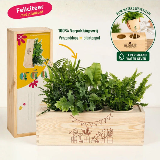 BloomsBox 'Gefeliciteerd' - M - Blooms out of the Box