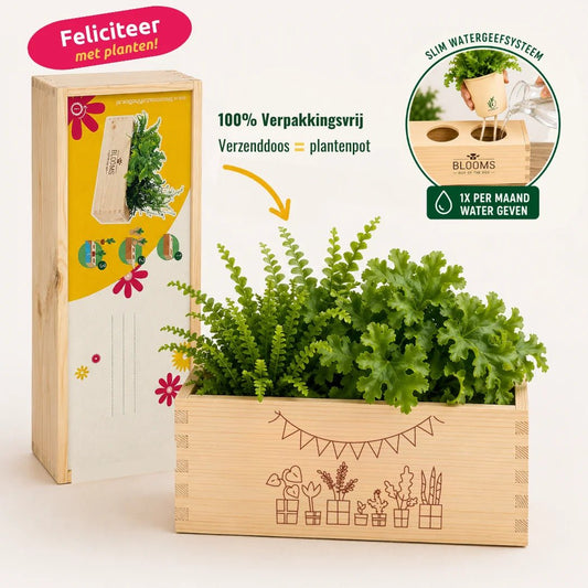 BloomsBox 'Gefeliciteerd' - M - duurzaam bloem- & plantcadeau | Blooms out of the Box