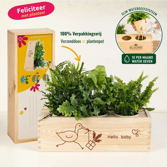 BloomsBox 'Hello Baby' - M - Blooms out of the Box
