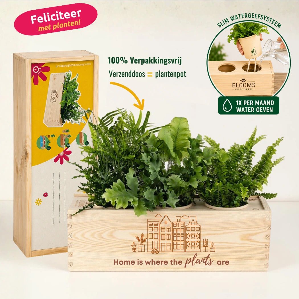 BloomsBox 'Home is where plants are' - L - duurzaam bloem- & plantcadeau | Blooms out of the Box
