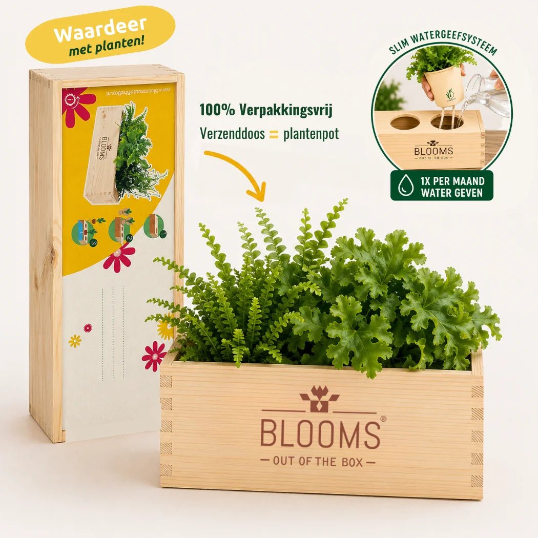 BloomsBox Original - L - Blooms out of the Box