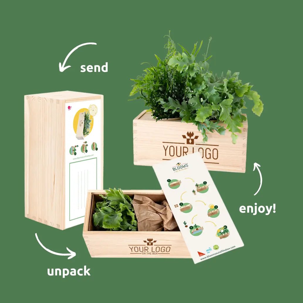 BloomsBox Original - M - Blooms out of the Box