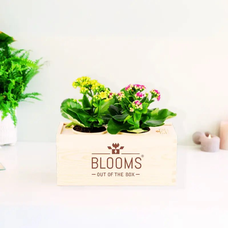 BloomsBox Original - M - Blooms out of the Box