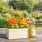 Happy Herbals - Citrus Spritz - duurzaam bloem- & plantcadeau | Blooms out of the Box