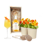Happy Herbals - Citrus Spritz - Blooms out of the Box