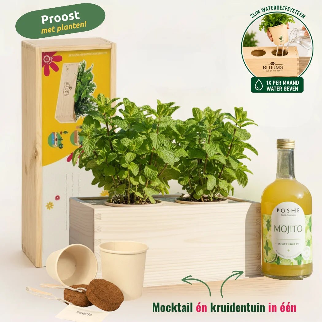 Happy Herbals - Mojito - Blooms out of the Box