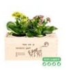 Joy out of the Box 'Aandacht + gemeente Amsterdam - logo' - Blooms out of the Box