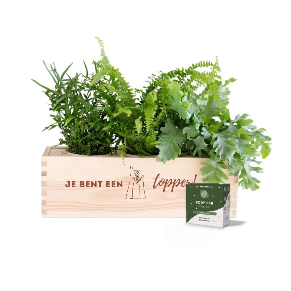 Nature 'Forest Fresh' - L - Blooms out of the Box