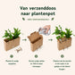 Nature out of the Box - Mini - Blooms out of the Box