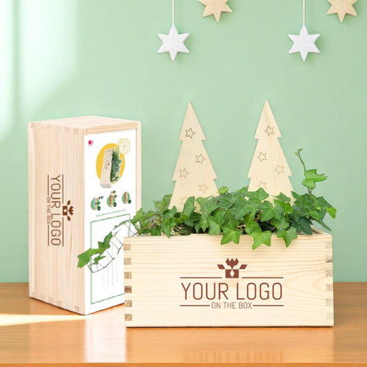 XMas out of the Box - M (vanaf 10) - duurzaam bloem- & plantcadeau | Blooms out of the Box