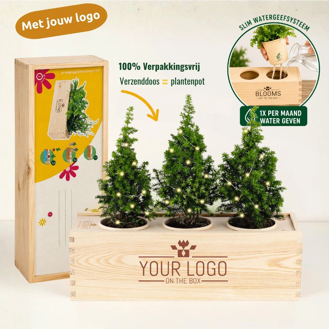 Xmas out of the Box - XL (vanaf 10) - duurzaam bloem- & plantcadeau | Blooms out of the Box