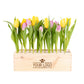 Colours out of the Box - L - Branded - Blooms out of the Box