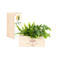 Maak kennis met de BloomsBox! - Blooms out of the Box