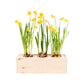 Spring out of the Box - L - Branded - Blooms out of the Box