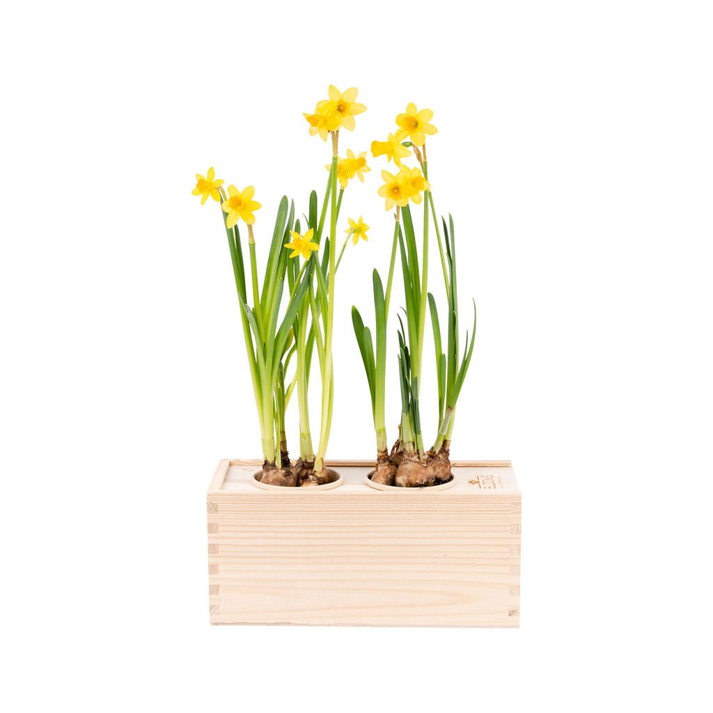 Spring out of the Box - M - Branded - Blooms out of the Box