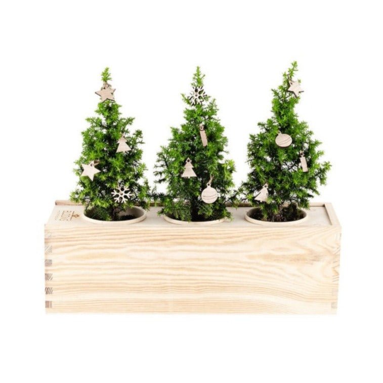 Xmas out of the Box - Decoration - Branded - Bloomsoutofthebox
