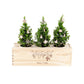 Xmas out of the Box - Decorations - Blooms out of the Box