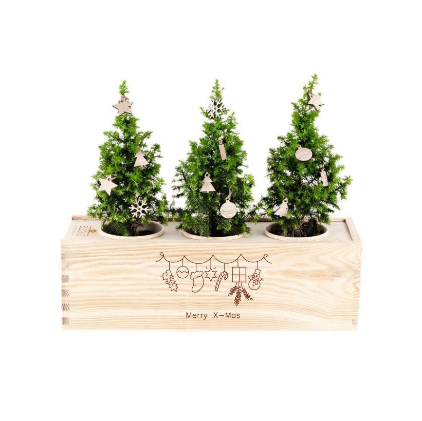 Xmas out of the Box - Decorations - Blooms out of the Box
