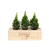 Xmas out of the Box - Lights - L - Merry Xmas - Blooms out of the Box