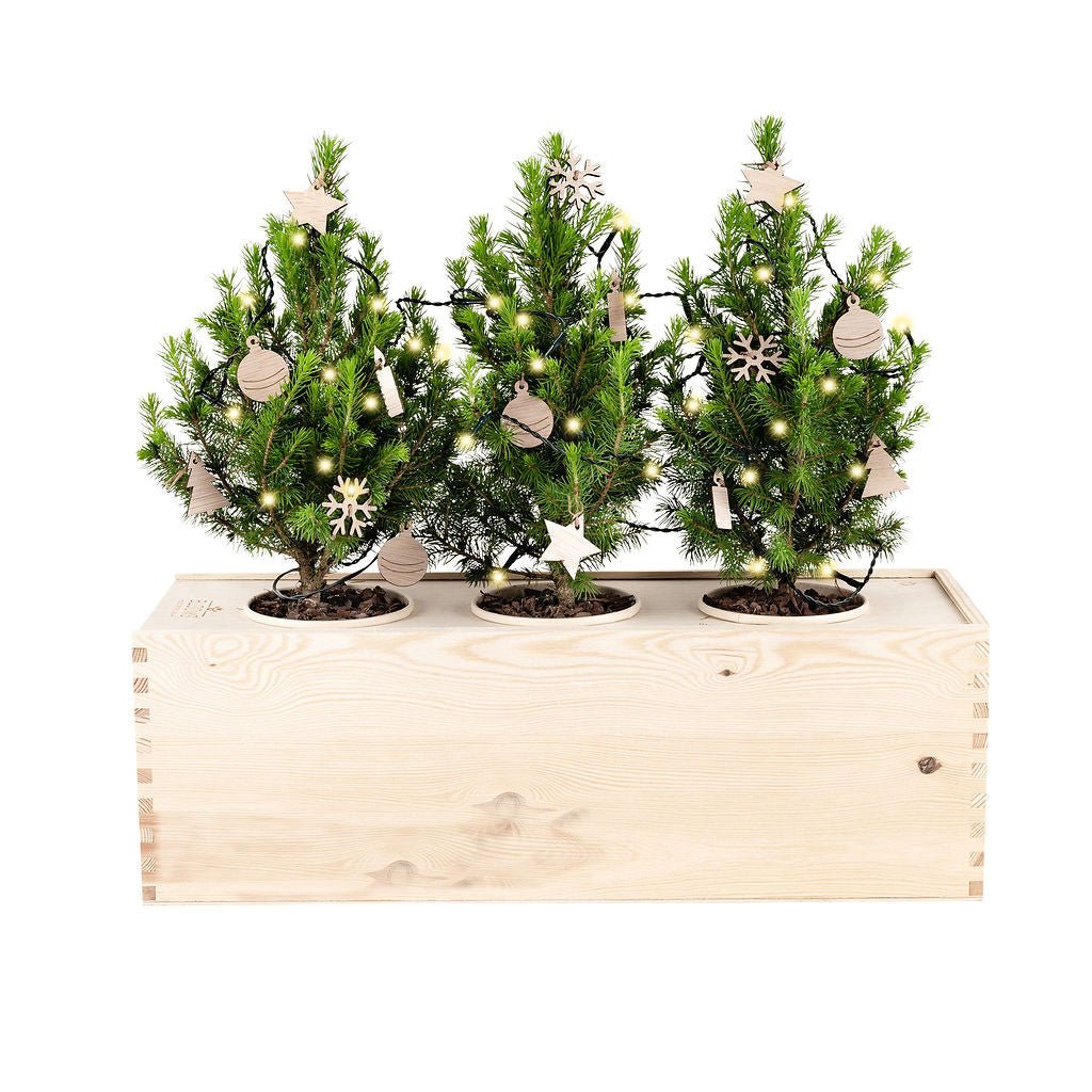 Xmas out of the Box - XL - Branded - Blooms out of the Box